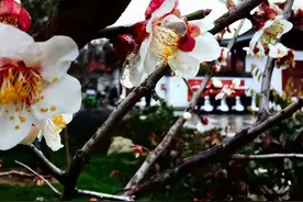 冻雨来了，梅花还好吗？樱花会好吗？图片