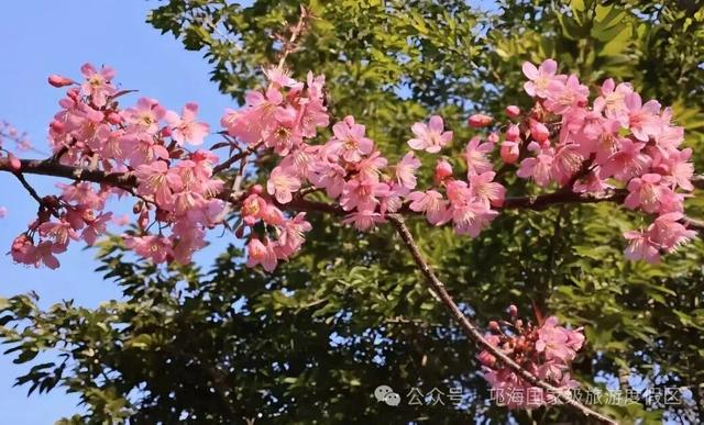 【冬季暖阳 凉山不凉】比春天先来的浪漫，是西昌的冬樱花