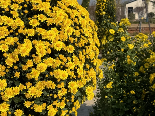 明日开启！池州人等了一年！