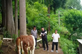 毕节纳雍：“牛师傅”送技上门图片