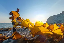 大众拍大众｜丰收大钦岛图片