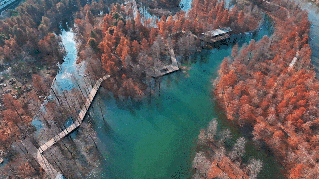 上海有个超美的新公园，未开先火！有人偷偷爬进去、溜进去、翻进去……太危险！