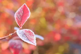 秋季最后一个节气，来了~图片