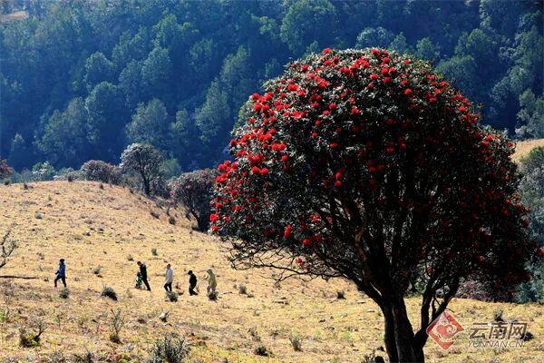 网络中国节·清明丨清明出游不扎堆！云南这些人少景美的宝藏小城别错过