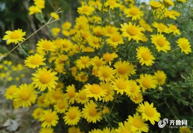 组图丨一大波美图来袭！泰山景区9个赏秋地超出片