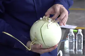 网红饰品鲨鱼夹频伤人，试验告诉你鲨鱼夹威力有多大图片