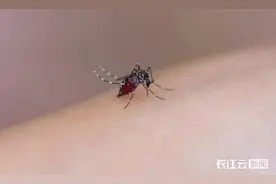 今年蚊子格外多？疾控专家提醒→图片