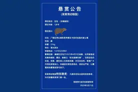 伙同家庭成员“越狱”，卡皮巴拉“豆包”出逃40天！动物园发布悬赏公告图片