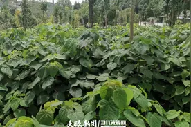 【生态资讯】贵阳退耕还林补助资金惠及4万余农户图片