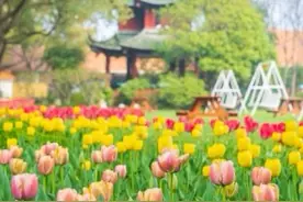 清明｜上海市民崇尚绿色祭扫新方式 墓园成公园图片