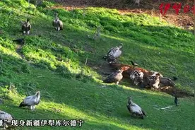 辨词：座山雕是雕吗？高山兀鹫和它啥关系？图片