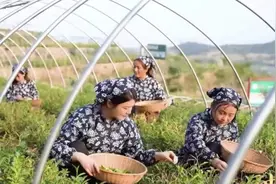 漫游泰山指南｜“愿君多采撷”泰安品秋之旅图片