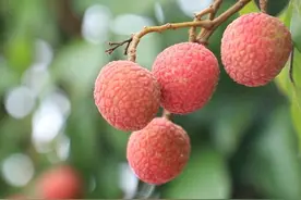 荔枝“小特产”撬动“大产业”图片