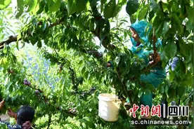 汶川：红脆李成熟上市 乡村振兴路子“红”起来图片