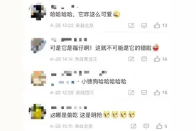 “说好的工作中你不拿群众一针一线呢” 因抢夺小朋友烤肠，警犬福仔被通报批评 后续来了→图片