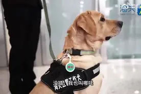 “哪吒”上岗记：6岁拉布拉多犬成上海浦东机场海关“工作小能手”图片