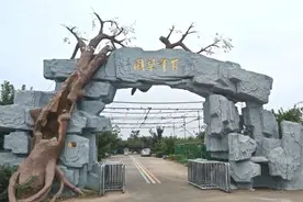 668棵树龄超百岁，徐州丰县百年梨园开园图片