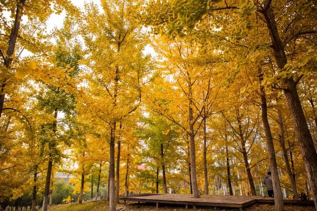 又是一年秋好处