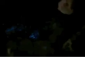 想看蓝色“荧光海”？浙江“追泪”攻略来了图片