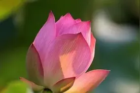 史上最全花开时刻表！图片