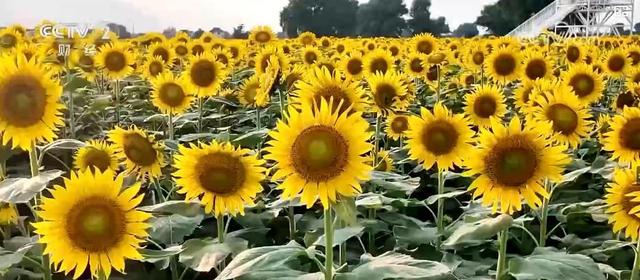 中秋“花好月圆”催热“花样经济”：鲜花销售旺，花海旅游火