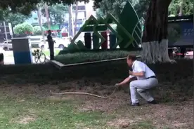 天降2米大蛇吓坏打牌阿姨，“硬核”大爷徒手逮住一顿抡摔！专家：不建议这样处理图片
