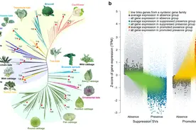 我国科学家揭示甘蓝变种快速驯化的隐藏驱动力图片