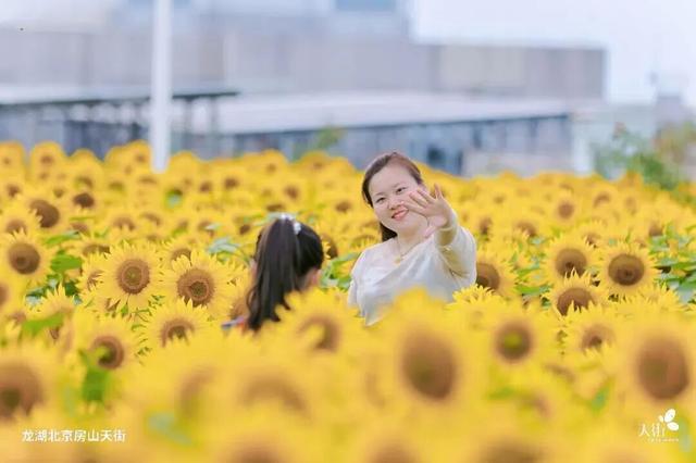 多彩京秋各区巡游 | 房山探索“花卉+商圈” 龙湖天街向日葵花海带来秋季仪式感