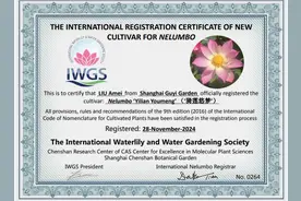 会变色的荷花你见过吗？哪儿能观赏？戳→图片