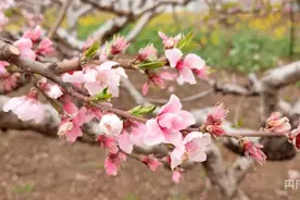 安徽宿州：“赏花经济”带动农文旅市场春潮涌动图片