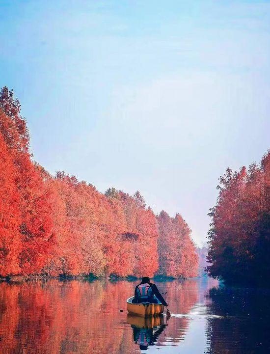 魔都最大水杉林，开始红了！