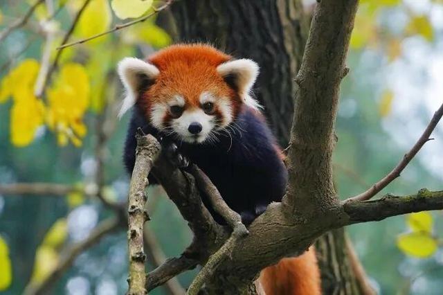 南京红山森林动物园最新通知：免费！