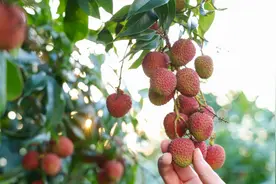 唐代荔枝能“朝发夕近”吗，杨贵妃好的这一口送得有多快，史书这样写……图片