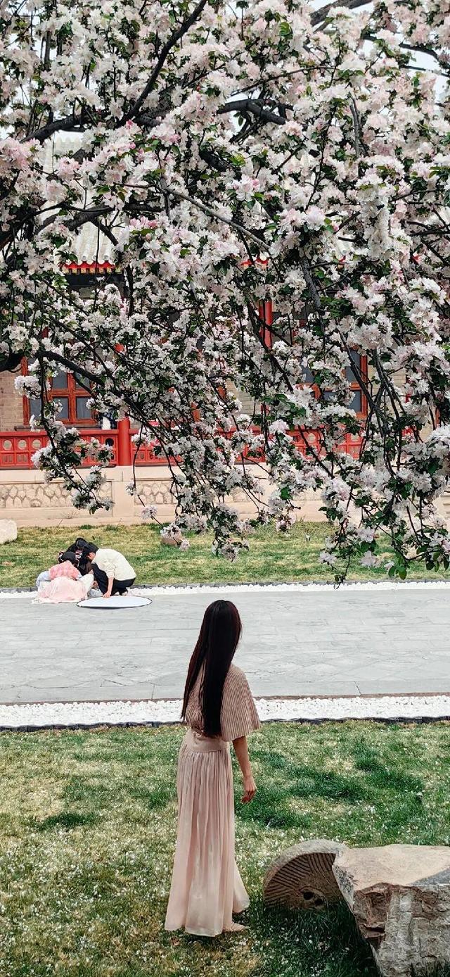 济南免费赏春新顶流来了！当海棠遇上中式建筑，超美超出片！