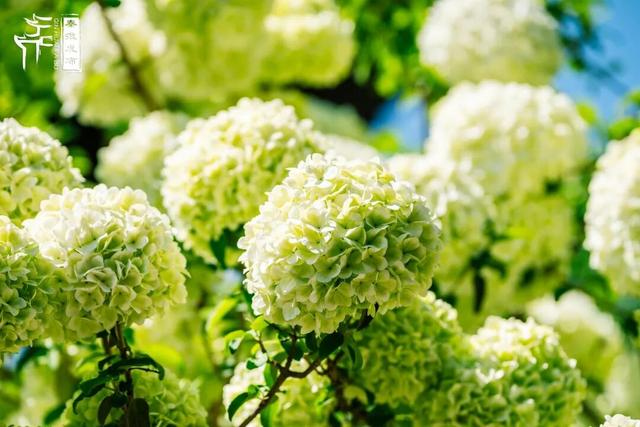 花样秦淮｜绣球花开