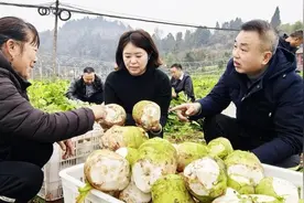 重庆铜梁白羊镇：机关干部助农采收大头菜 共筑咸菜产业振兴路图片