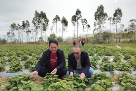惠来前詹镇：广藿香药香飘满乡村振兴路图片