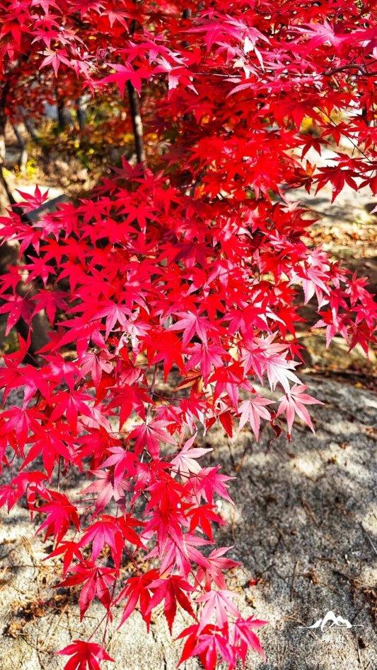 畅游青岛 文明相伴｜山海披红装，崂山进入高饱和度的秋天！