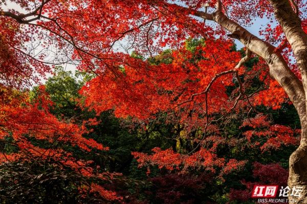 湖南烈士公园槭树湾：深秋不可错过的城市彩色秘境