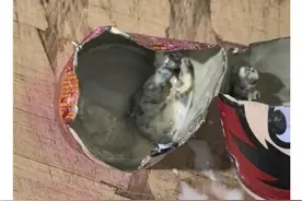 当地市监部门回应旺仔牛奶事件图片