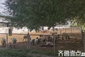 【麦盖提散记】多浪羊图片