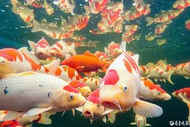 “中国锦鲤之都”为何是高唐图片