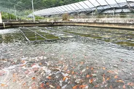 晒晒太阳微污染水体就能改善水质 90后副教授“玩”转太阳能图片