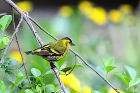 自然科普|昆嵛山物种日历之黄雀图片