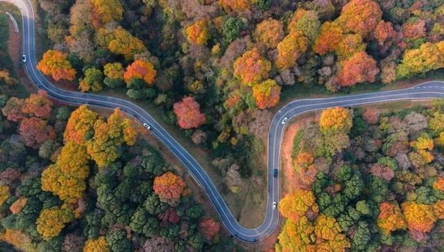 旺苍米仓山红叶迎来了最佳观赏期