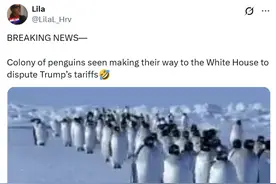 没有人免受特朗普关税，企鹅也不例外：最好笑的“企鹅税”网梗图片