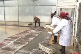 许昌市建安区：烟叶春耕备耕忙图片