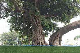 中交四航局原址保护204岁古榕树图片