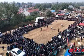 郓城：“斗羊”比赛激发畜牧业发展新活力图片