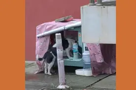 居民自费在小区为流浪猫安置喂食器，没几天就被邻居砸了？图片